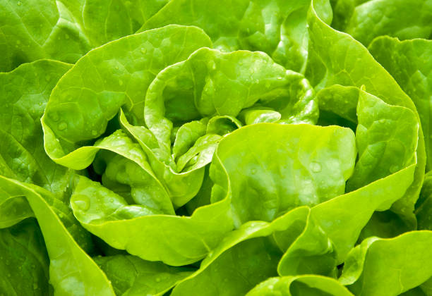 Close-up of homegrown organic green Lettuce stock photo