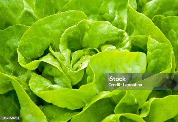 Closeup Of Homegrown Organic Green Lettuce Stock Photo - Download Image Now - Lettuce, Salad, Freshness