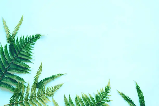 Photo of background with fern