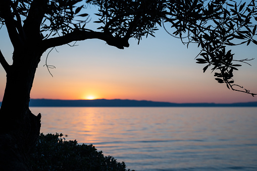 Sunset and olive tree branches at the beach of Cres (Croatia)