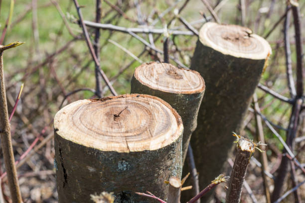 istock Trunks of trimmed trees 1152258874