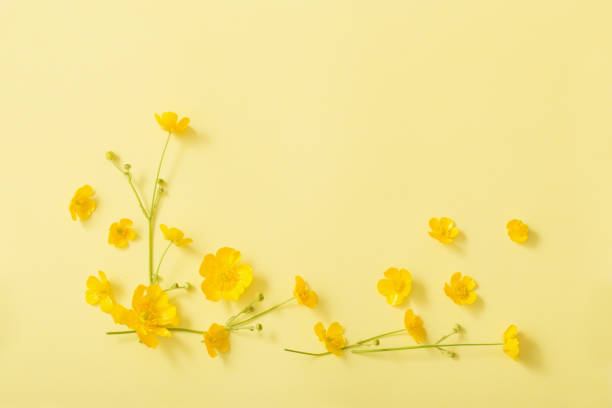 istock yellow buttercups on yellow paper background 1152259209