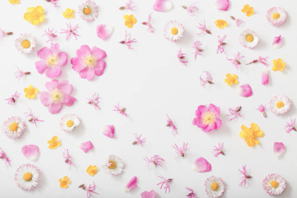 istock summer flowers on white background 1152259222