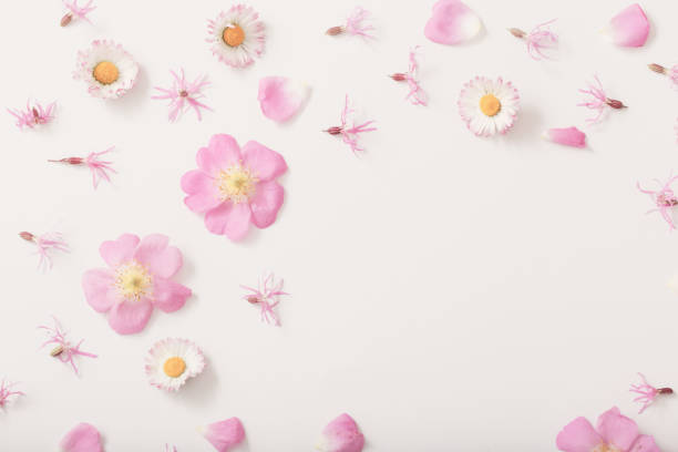 istock summer flowers on white background 1152259239