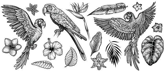Parrots with tropical flowers, hand drawn line vector collection. Macaw flying parrot and sitting ara. Paradise exotic flowers and leaves. Engraving art design, isolated elements on white background.