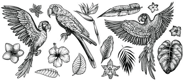 Parrots with tropical flowers and leaves, hand drawn line vector collection.. Parrots with tropical flowers, hand drawn line vector collection. Macaw flying parrot and sitting ara. Paradise exotic flowers and leaves. Engraving art design, isolated elements on white background. bird of paradise bird stock illustrations