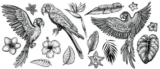 Vector illustration of Parrots with tropical flowers and leaves, hand drawn line vector collection..