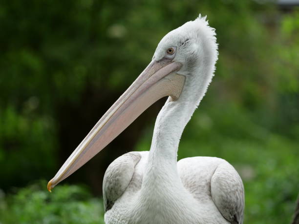 istock Dalmatian Pelican close up 1152260867