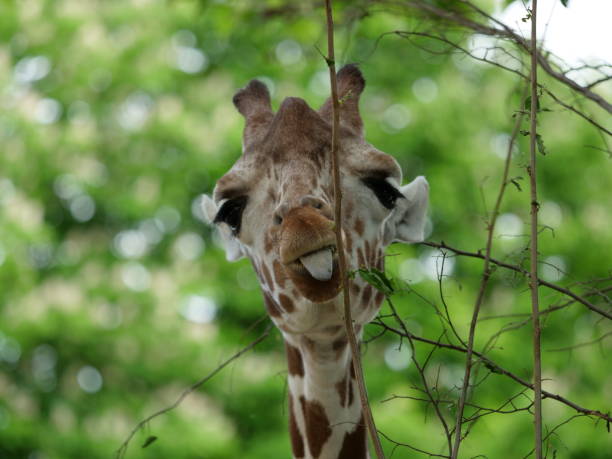 istock Giraffe sticking its tongue out 1152260873