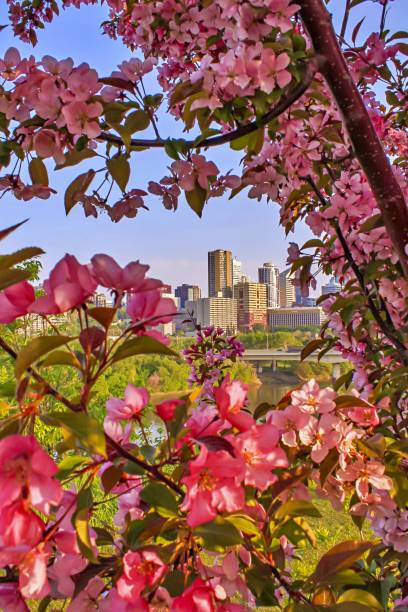 istock City Through Flowers 1152262608