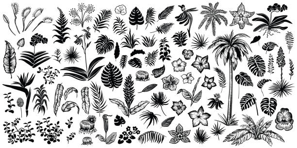 tropikalna sylwetka roślin. egzotyczne liście i kwiaty ilustracji wektorowej. - fern leaf isolated flat stock illustrations