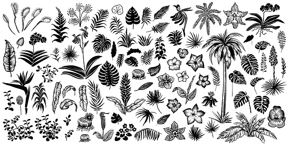 Tropical plant silhouette. Exotical leaves and flowers vector line sketches, palm, yucca, orchid, strelitzia, monstera and other resort plants black and white illustrations.