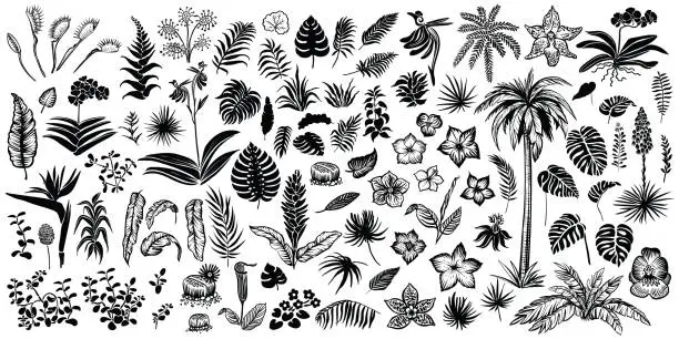 Vector illustration of Tropical plants silhouette. Exotical leaves and flowers vector illustration.