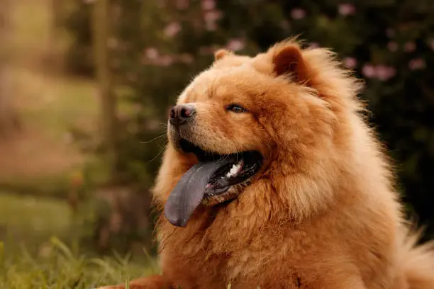 A big fury chow chow with his tongue out. He has orange fur and blue tongue. The photo was taken outdoors with natural light.