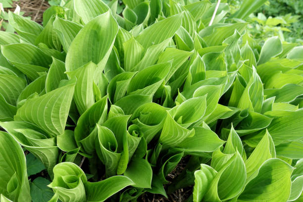 istock Hosta leaves pattern background. Summer plants wallpaper. Hosta lily leaf . 1152263891