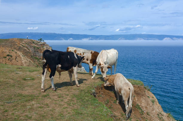 istock Cows on Lake Baikal on island Olkhon 1152264032