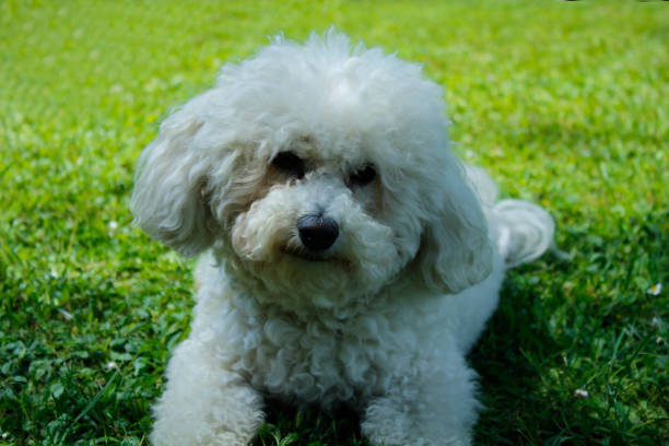 istock Sweet little dog 1152264172