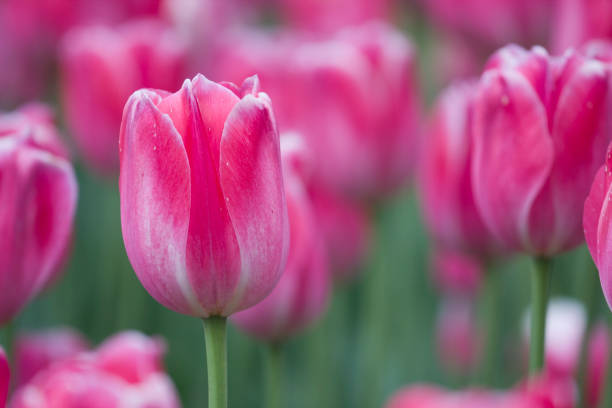 istock Pink tulips in bloom 1152267074