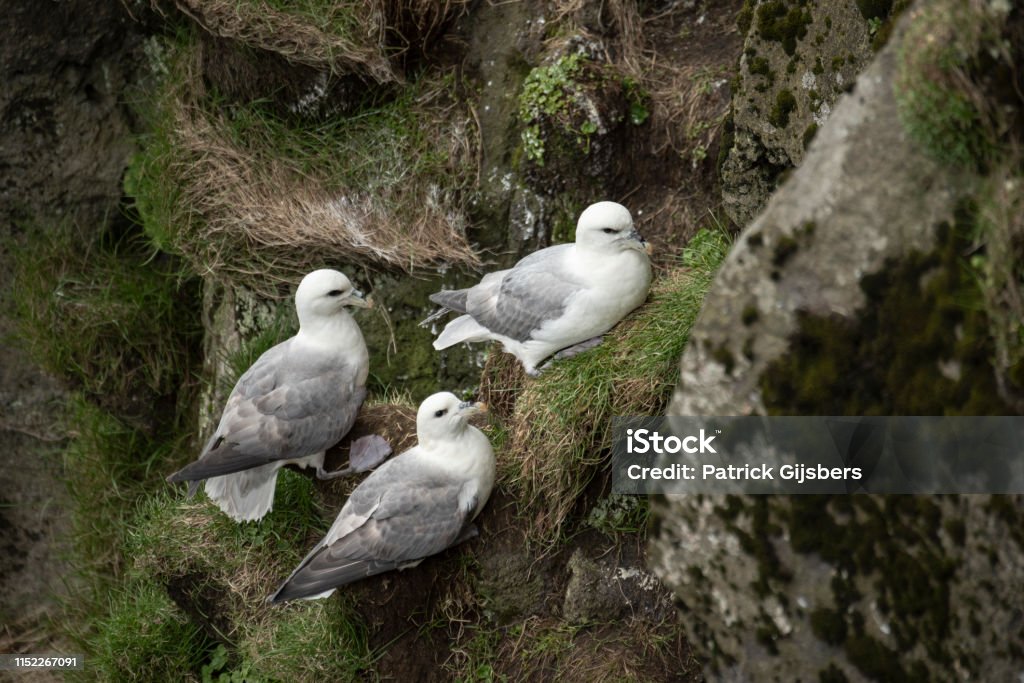 Fulmar septentrional - Photo de Animaux à l'état sauvage libre de droits