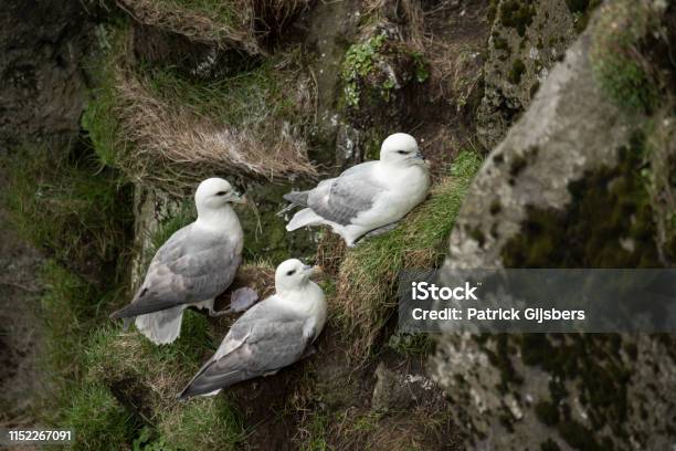 Photo libre de droit de Fulmar Septentrional banque d'images et plus d'images libres de droit de Animaux à l'état sauvage - Animaux à l'état sauvage, Faune sauvage, Fulmar