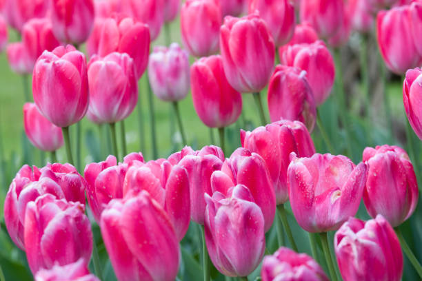 istock Pink tulips in bloom 1152267248