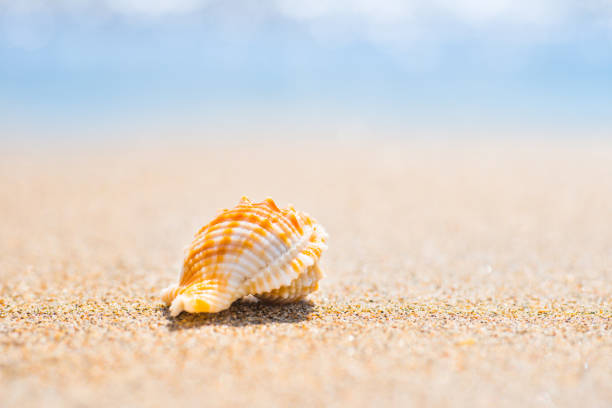 istock Macro shot of shell at sand beach 1152268295