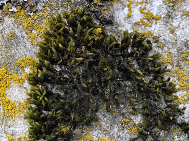 istock Unique pattern of long hairy green algae yellow moss and white linchen over the old tree trunk 1152268363