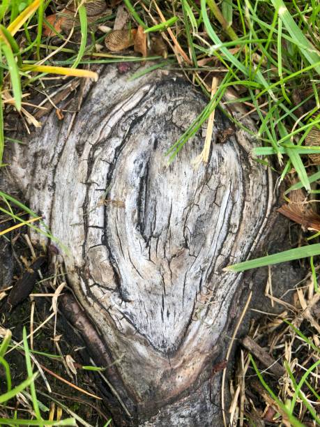 istock Old vintage tree big root  come out of underground grass in a unique patterned vertical way ... 1152268372