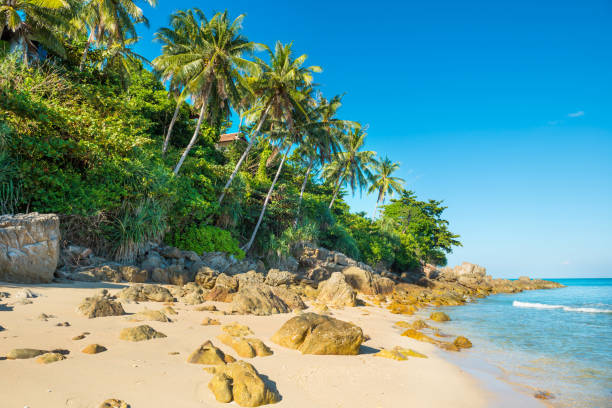 istock Tropical beach with rocks and palm trees 1152268380