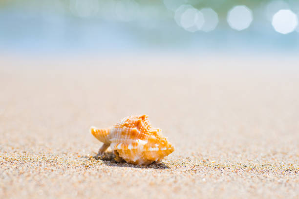 istock Macro shot of shell at sand beach 1152268386