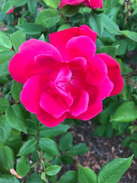 istock Lovely red rose surrounded by green leaves 1152268395