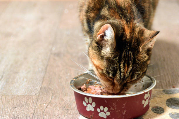 istock Cat eating food 1152268440