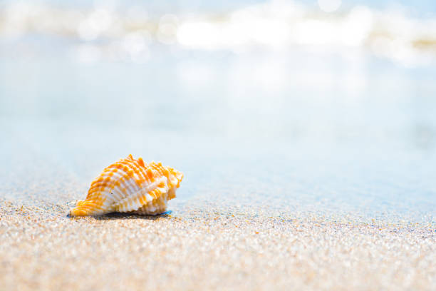 istock Macro shot of shell at sand beach 1152268483