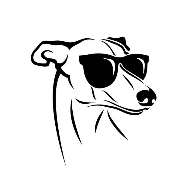 windhund-hund mit sonnenbrille-isolierte vektorabbildung - windhund stock-grafiken, -clipart, -cartoons und -symbole