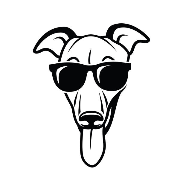 windhund-hund mit sonnenbrille-isolierte vektorabbildung - windhund stock-grafiken, -clipart, -cartoons und -symbole