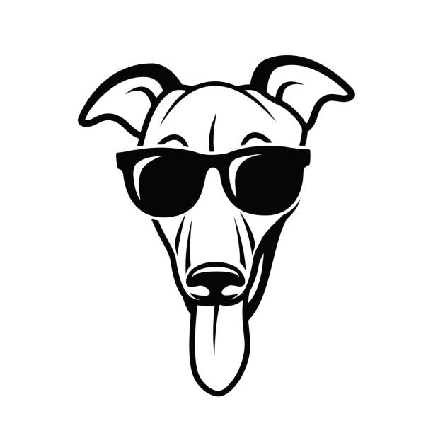 ilustraciones, imágenes clip art, dibujos animados e iconos de stock de perro greyhound usando gafas de sol-ilustración vectorial aislada - galgo inglés