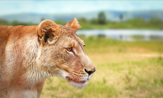 Lioness in Akagera national park