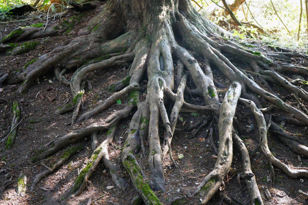 istock Exposed tree roots in woodland 1152270713