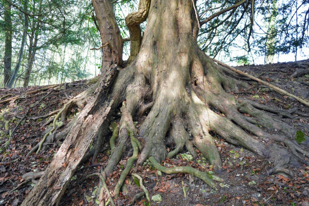 istock Exposed tree roots in woodland 1152270941