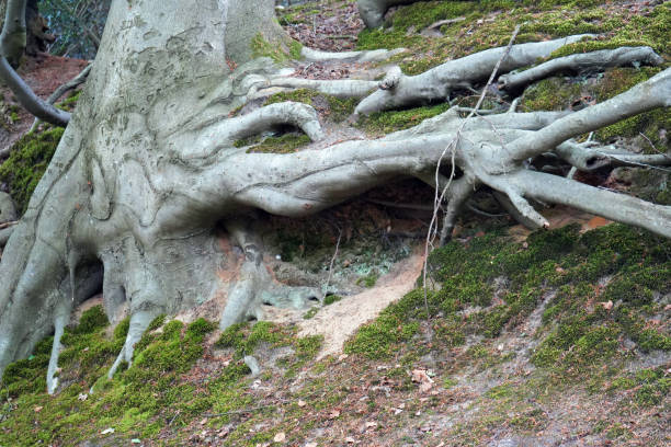 istock Exposed tree roots in woodland 1152271146
