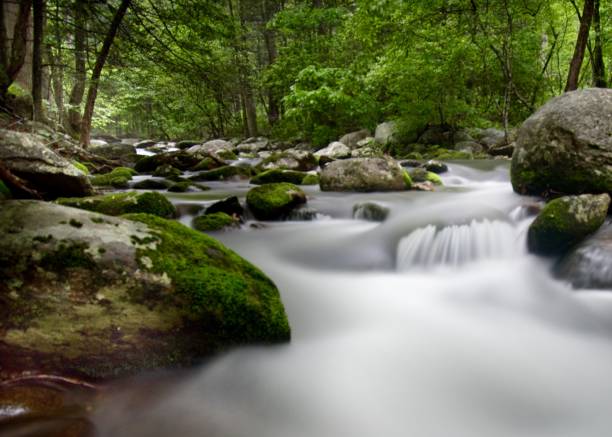 istock Smoky Mountains National Park - Stream and Moss 1152271751