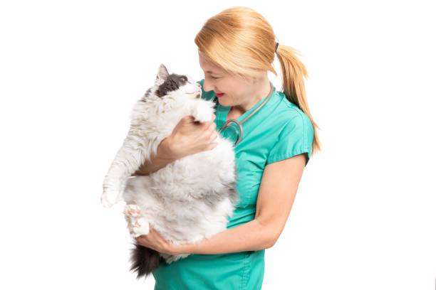 A studio shot of a veterinarian sharing a sweet moment with the large cat she is holding.