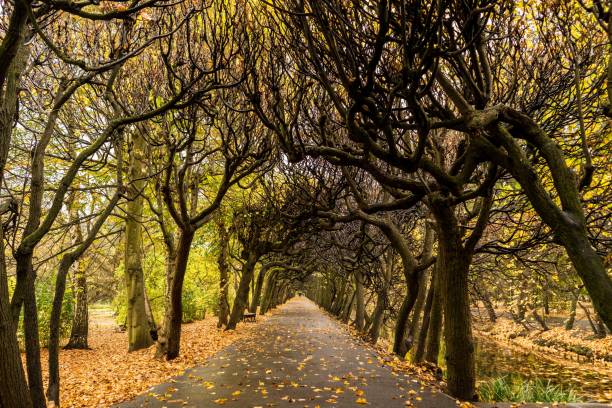 istock autumn trees alley in the park 1152276675