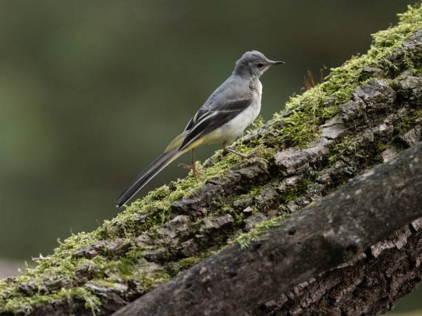 istock Bird in the woods 1152280701
