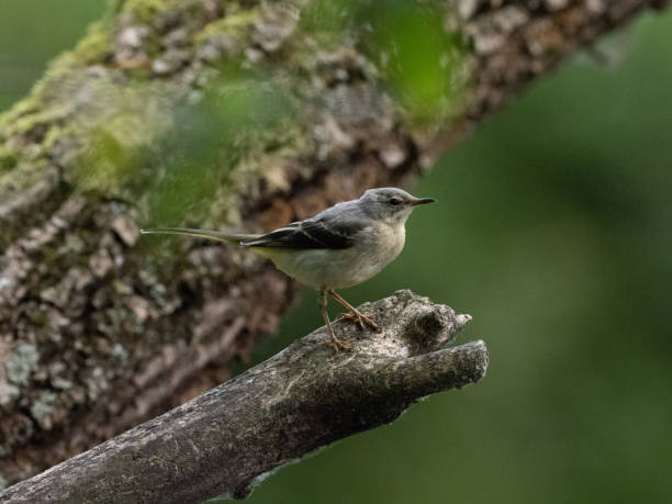 istock Bird in the woods 1152280778