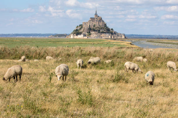 un rebaño de ovejas pastando en las praderas de sal cerca de la isla de marea del mont saint-michel bajo un cielo azul de verano. le mont saint michel, francia - low grass hill pasture fotografías e imágenes de stock