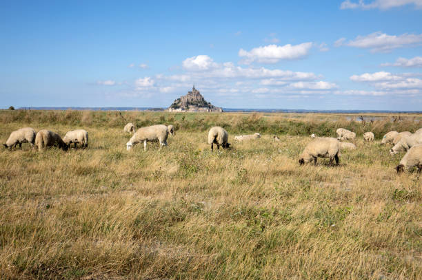 un rebaño de ovejas pastando en las praderas de sal cerca de la isla de marea del mont saint-michel bajo un cielo azul de verano. le mont saint michel, francia - low grass hill pasture fotografías e imágenes de stock