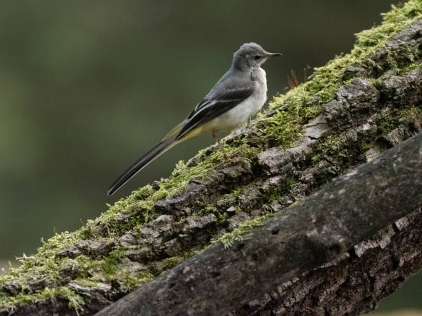 istock Bird in the woods 1152281269