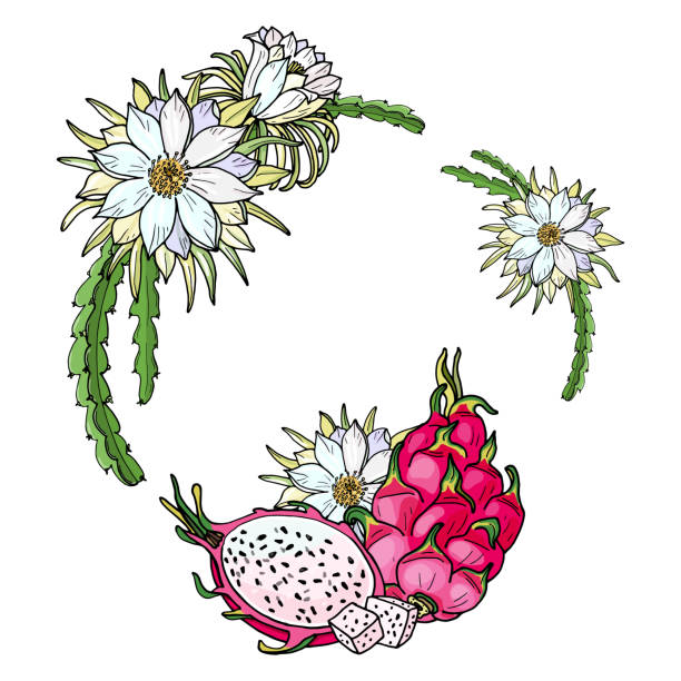 Greeting card with Pink pitaya.Summer tropical illustration. Food for healthy lifestyle.Red dragon whole fruit Greeting card with Pink pitaya.Summer tropical illustration. Food for healthy lifestyle.Red dragon whole fruit and half.Hand drawn Isolated sketch on a white background. dragon fruit flower stock illustrations