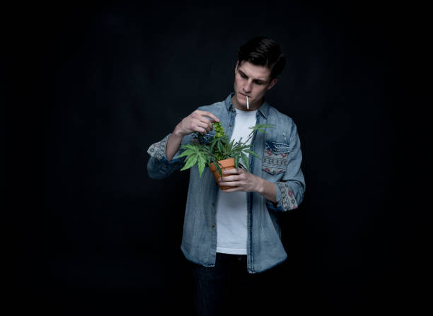 istock Handsome young man is holding a marijuana plant 1152282205